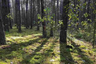 Tydzień Lasów FSC 2023.