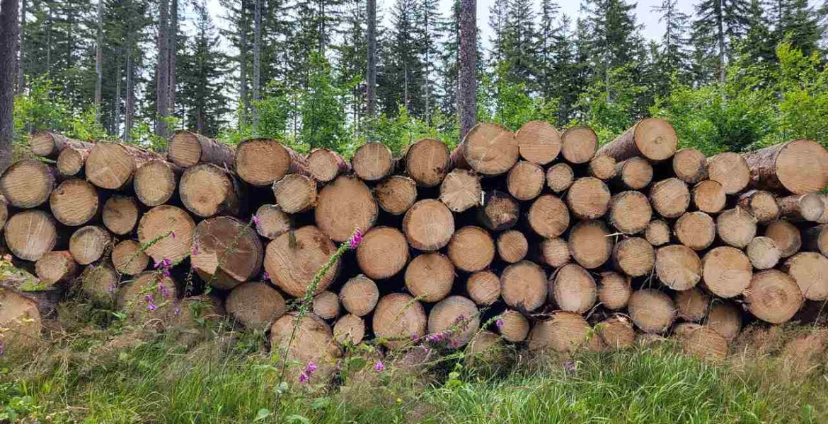 13 października 2023 r. Lasy Państwowe opublikowały nowe zasady sprzedaży drewna na lata 2024-2026.