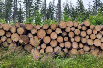 13 października 2023 r. Lasy Państwowe opublikowały nowe zasady sprzedaży drewna na lata 2024-2026.