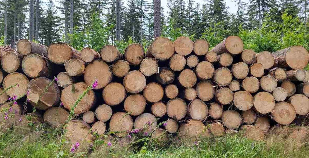 drewno-w-cieniu-polityki-miesiecznik-i-portal-branzy-meblarskiej-biznes-meble-pl