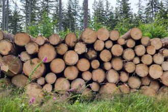 drewno-w-cieniu-polityki-miesiecznik-i-portal-branzy-meblarskiej-biznes-meble-pl