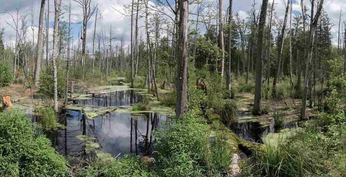 Puszcza Białowieska.