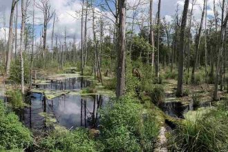 Puszcza Białowieska.