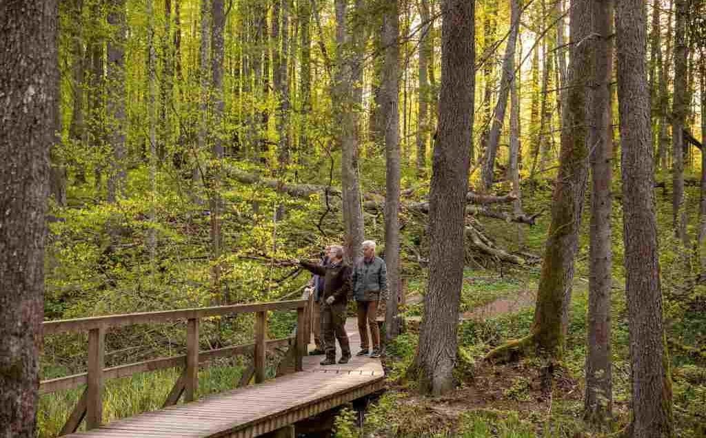 Wszystkie funkcje lasu są równie istotne, o czym należy pamiętać szczególnie 21 marca w Międzynarodowy Dzień Lasów.