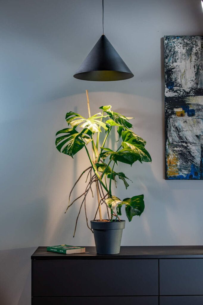 Ponieważ rośliny potrzebują odpowiedniej ilości energii do wzrostu, źródło światła w lampach FLOLUCE jest około trzykrotnie mocniejsze niż powszechnie stosowane do oświetlenia wnętrz, a natężenie światła w odległości kilkudziesięciu centymetrów od źródła wynosi nawet ponad 5000 lx. 