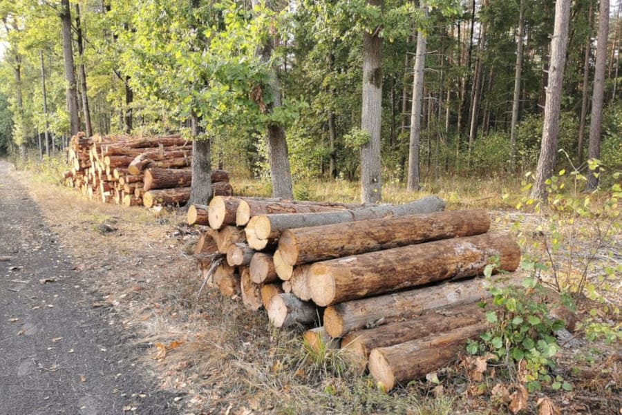 Ścięte drewno w lesie.