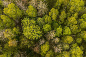 FSC - drzewa z góry