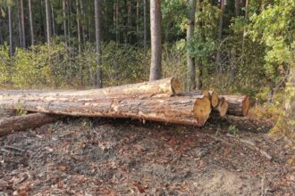 Greenpeace Polska wzywa za do podpisywania listu do premiera w sprawie pilnego objęcia ochroną przynajmniej 20% najcenniejszych przyrodniczo lasów Polski.