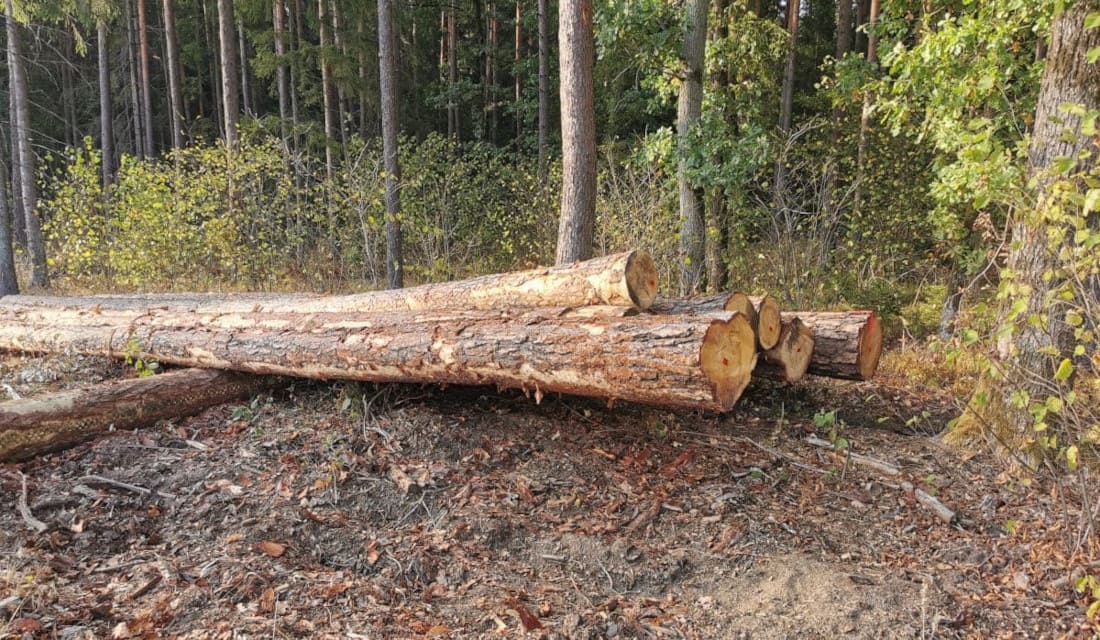 Greenpeace Polska wzywa za do podpisywania listu do premiera w sprawie pilnego objęcia ochroną przynajmniej 20% najcenniejszych przyrodniczo lasów Polski.