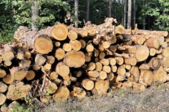 Lasy Państwowe chcą zmienić zasady sprzedaży surowca drzewnego. Deklarują, że przyczyni się to do wsparcia rodzimego przemysłu drzewnego.