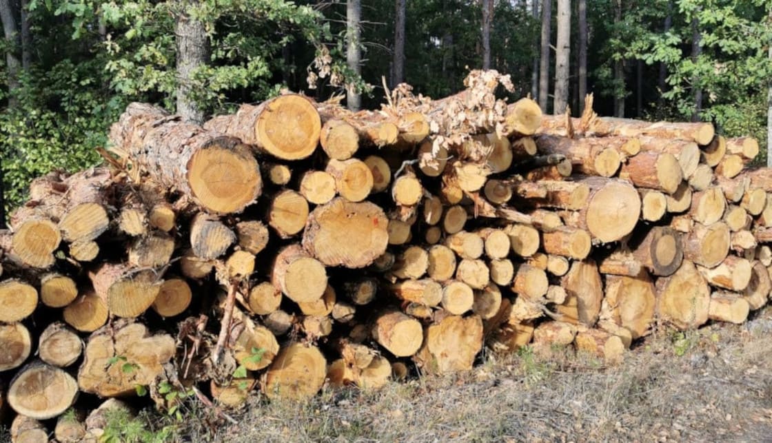 Lasy Państwowe chcą zmienić zasady sprzedaży surowca drzewnego. Deklarują, że przyczyni się to do wsparcia rodzimego przemysłu drzewnego.