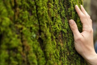 Po raz pierwszy w historii Lasy Państwowe obliczyły ślad węglowy.