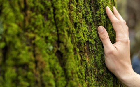 Po raz pierwszy w historii Lasy Państwowe obliczyły ślad węglowy.