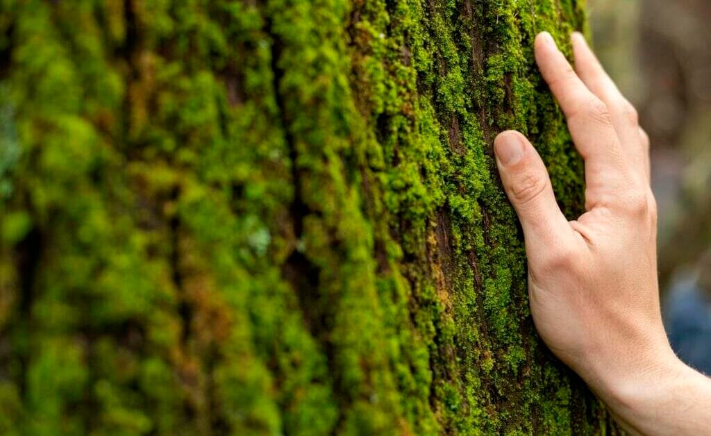 Po raz pierwszy w historii Lasy Państwowe obliczyły ślad węglowy.