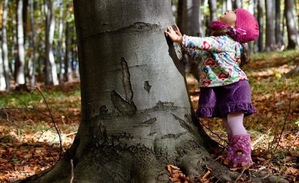 Lasy społeczne spełniają swoją funkcję, umożliwiają zachwyt drzewem.