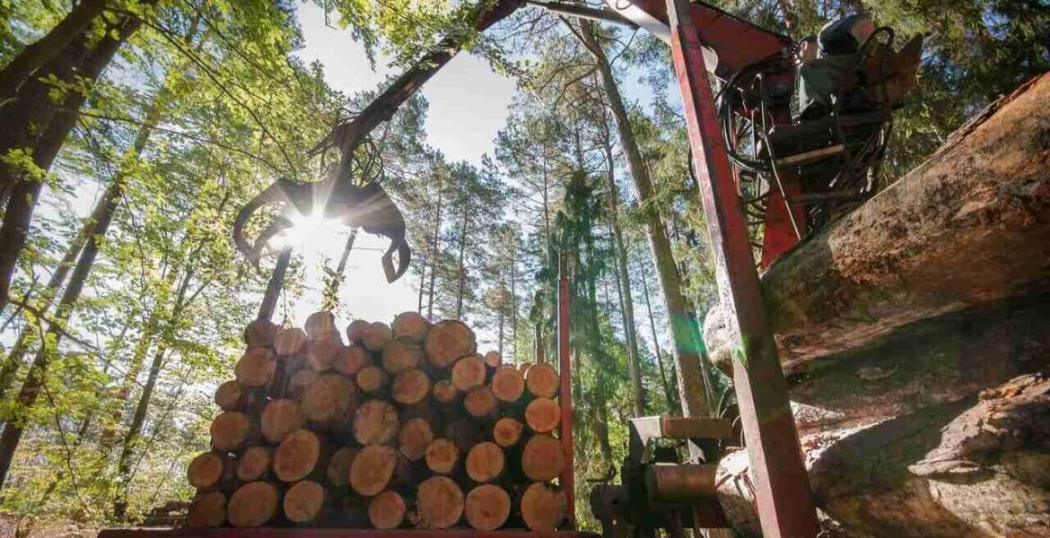 Załadunek drewna.