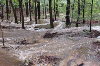 Lasy Państwowe wydały komunikat informując, jaka jest sytuacja powodziowa w Polsce.