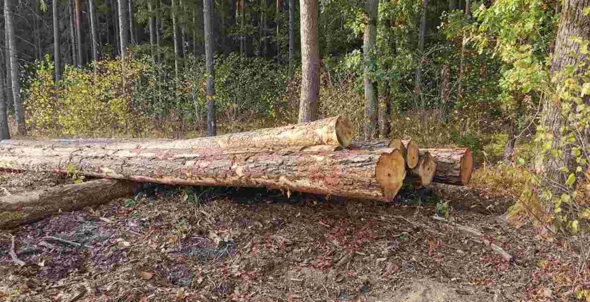 Koalicja na Rzecz Polskiego Drewna z satysfakcją przyjęła projekt rozporządzenia Ministerstwa Klimatu i Środowiska.