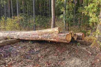 Koalicja na Rzecz Polskiego Drewna z satysfakcją przyjęła projekt rozporządzenia Ministerstwa Klimatu i Środowiska.