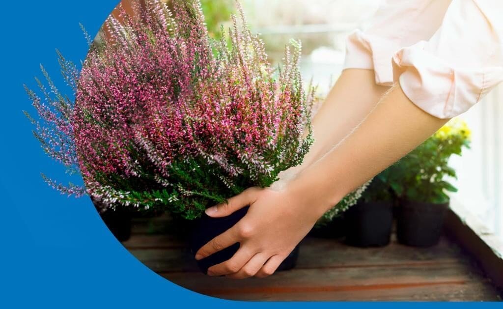 Kwiaty za elektrograty 2024 - jesień - w dniach 19-21 września w Castoramie.