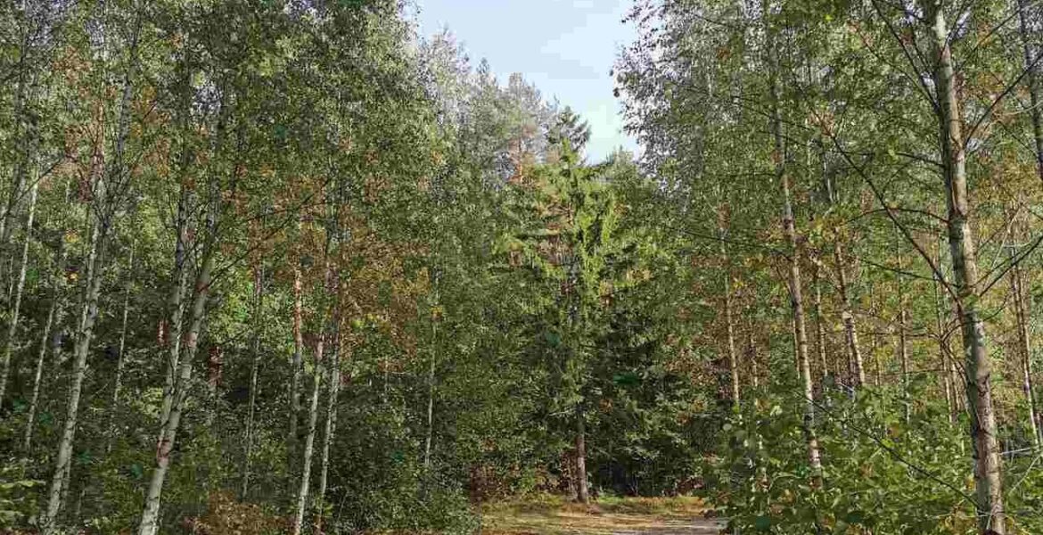 RDLP w Białymstoku po kilkumiesięcznej przerwie ponownie zapewniła sobie certyfikat FSC.