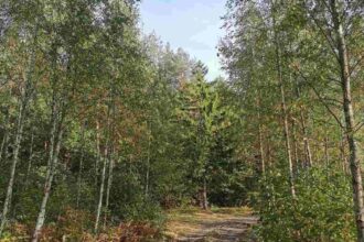 RDLP w Białymstoku po kilkumiesięcznej przerwie ponownie zapewniła sobie certyfikat FSC.