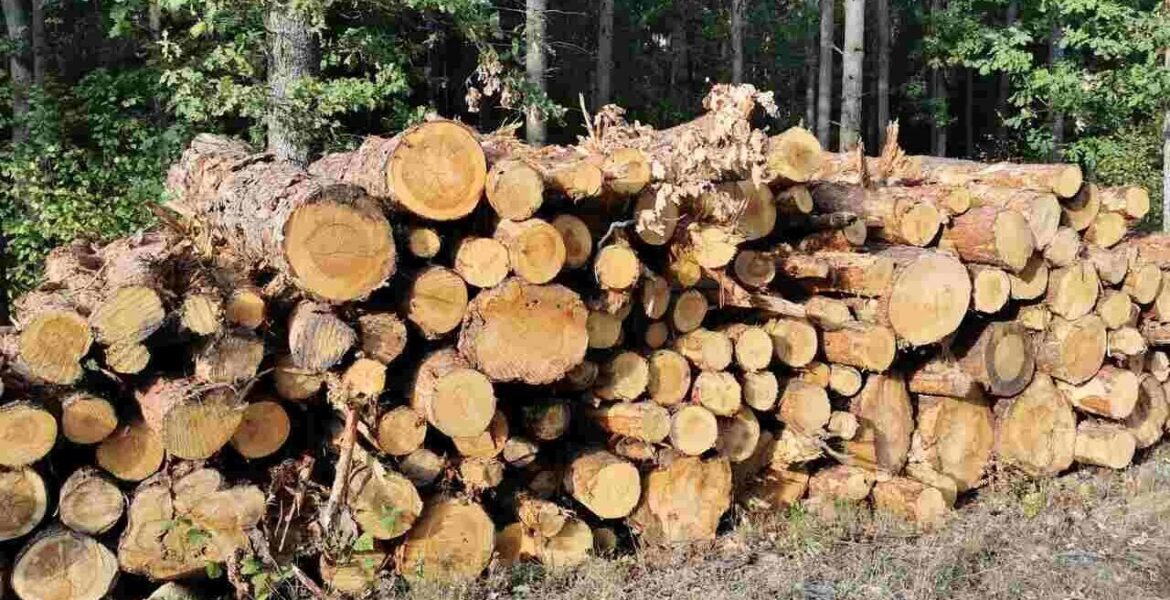 Jak duży problem dla branży meblarskiej i przemysłu drzewnego stanowi eksport drewna do Chin?