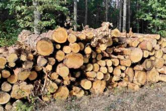 Jak duży problem dla branży meblarskiej i przemysłu drzewnego stanowi eksport drewna do Chin?