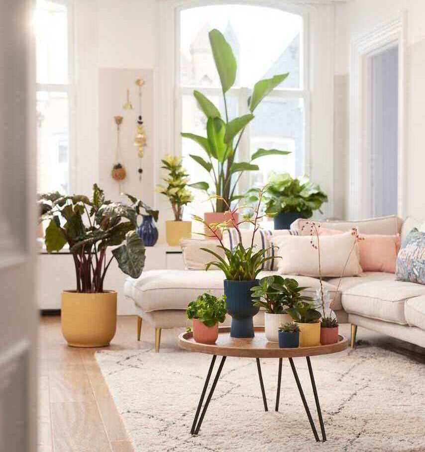 Parapet - rośliny & doniczki/Galeria Wnętrz DOMAR.