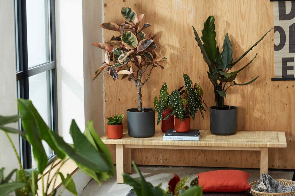 Parapet - rośliny & doniczki/Galeria Wnętrz DOMAR.