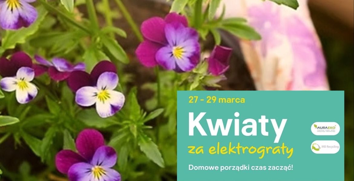 Kwiaty za elektrograty 2025 - wiosenna odsłona akcji odbędzie się w dniach 27-29 marca. Organizatorem jest Castorama Polska.