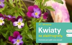 Kwiaty za elektrograty - wiosenna odsłona akcji odbędzie się w dniach 27-29 marca. Organizatorem jest Castorama Polska.