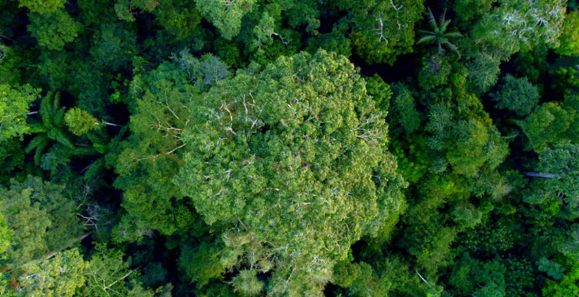 fsc-brazil-paiter-las-miesiecznik-i-portal-informacyjny-branzy-meblarskiej-biznes-meble-pl