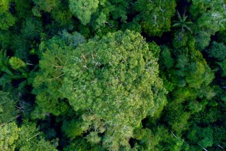 fsc-brazil-paiter-las-miesiecznik-i-portal-informacyjny-branzy-meblarskiej-biznes-meble-pl