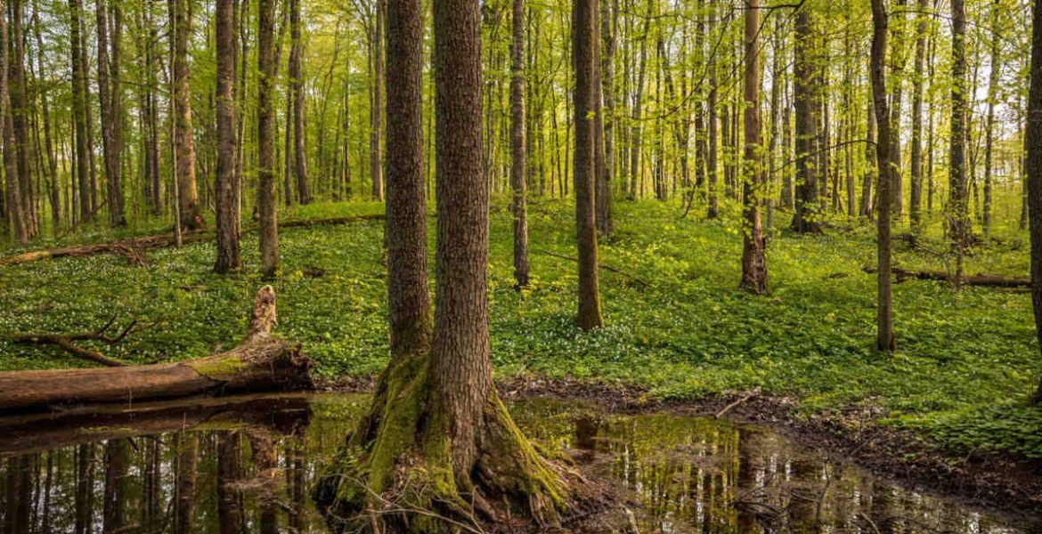 FSC organizuje webinar na temat EUDR.