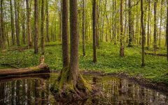 FSC organizuje webinar na temat EUDR.