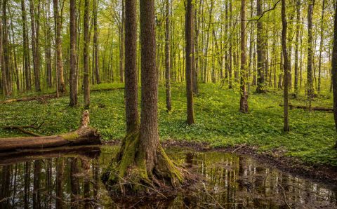 FSC organizuje webinar na temat EUDR.