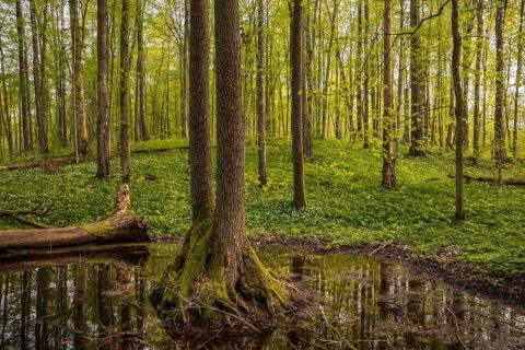FSC organizuje webinar na temat EUDR.