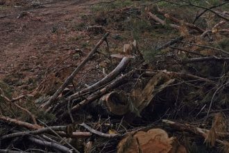 Czym jest drewno energetyczne w świetle rozporządzenie Ministra Klimatu i Środowiska z 30 maja 2025 r.?