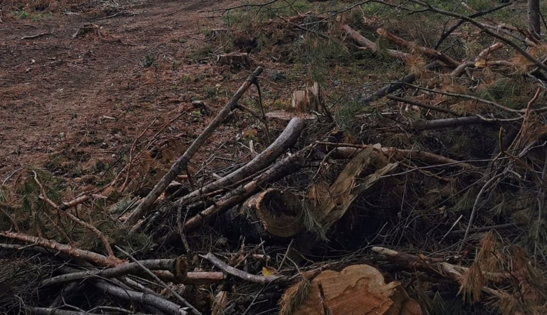 Czym jest drewno energetyczne w świetle rozporządzenie Ministra Klimatu i Środowiska z 30 maja 2025 r.?