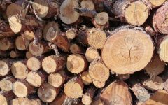 W 2025 roku polska branża drzewna walczy o przetrwanie.