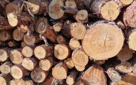W 2025 roku polska branża drzewna walczy o przetrwanie.