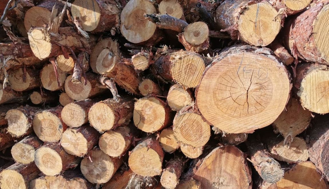 W 2025 roku polska branża drzewna walczy o przetrwanie.