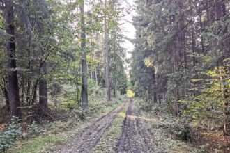 Jakie są finanse Lasów Państwowych?