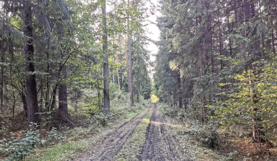 Jakie są finanse Lasów Państwowych?