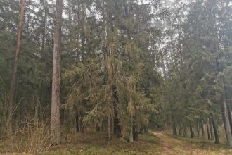 Bank Danych o Lasach ma nową funkcjonalność, dzięki której pomoże właścicielom terenów leśnych w zarządzaniu.