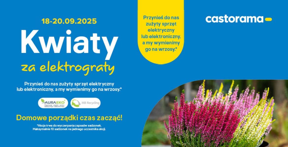 Jesienna odsłona akcji Kwiaty za elektrograty 2025 już w dniach 18-20 września. Przynieś do Castoramy zużyty sprzęt domowy elektryczny lub elektroniczny, a pracownicy sieci wymienią go na kwitnące wrzosy.