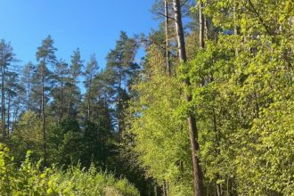 Obraz lasu - fotografia wykonana we wrześniu 2025 r. na Podlasiu. Źródło: BIZNES.meble.pl.