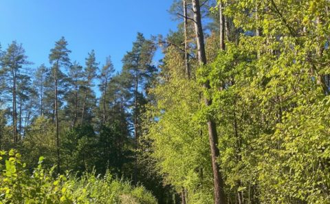 Obraz lasu - fotografia wykonana we wrześniu 2025 r. na Podlasiu. Źródło: BIZNES.meble.pl.