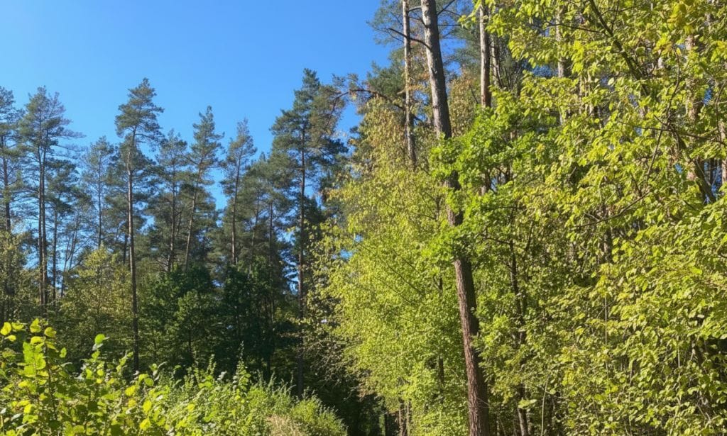 Obraz lasu - fotografia wykonana we wrześniu 2025 r. na Podlasiu. Źródło: BIZNES.meble.pl.